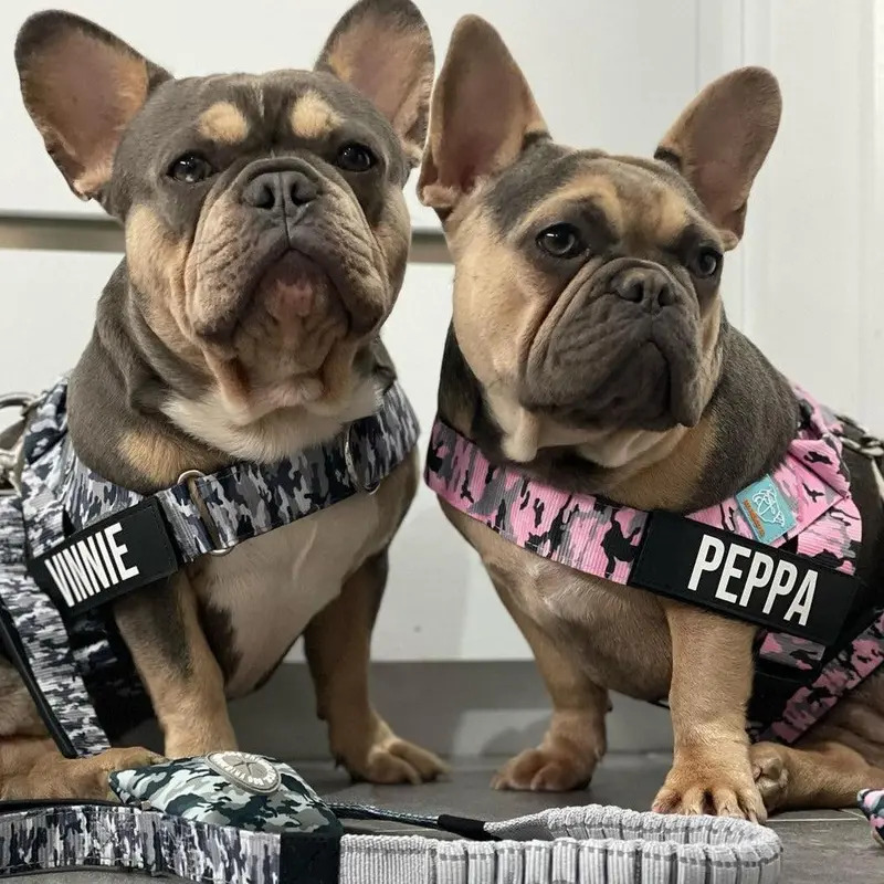 Dog Harness — Easy-to-wear, anti-pull design — Safe, secure, and comfortable — Adjustable straps