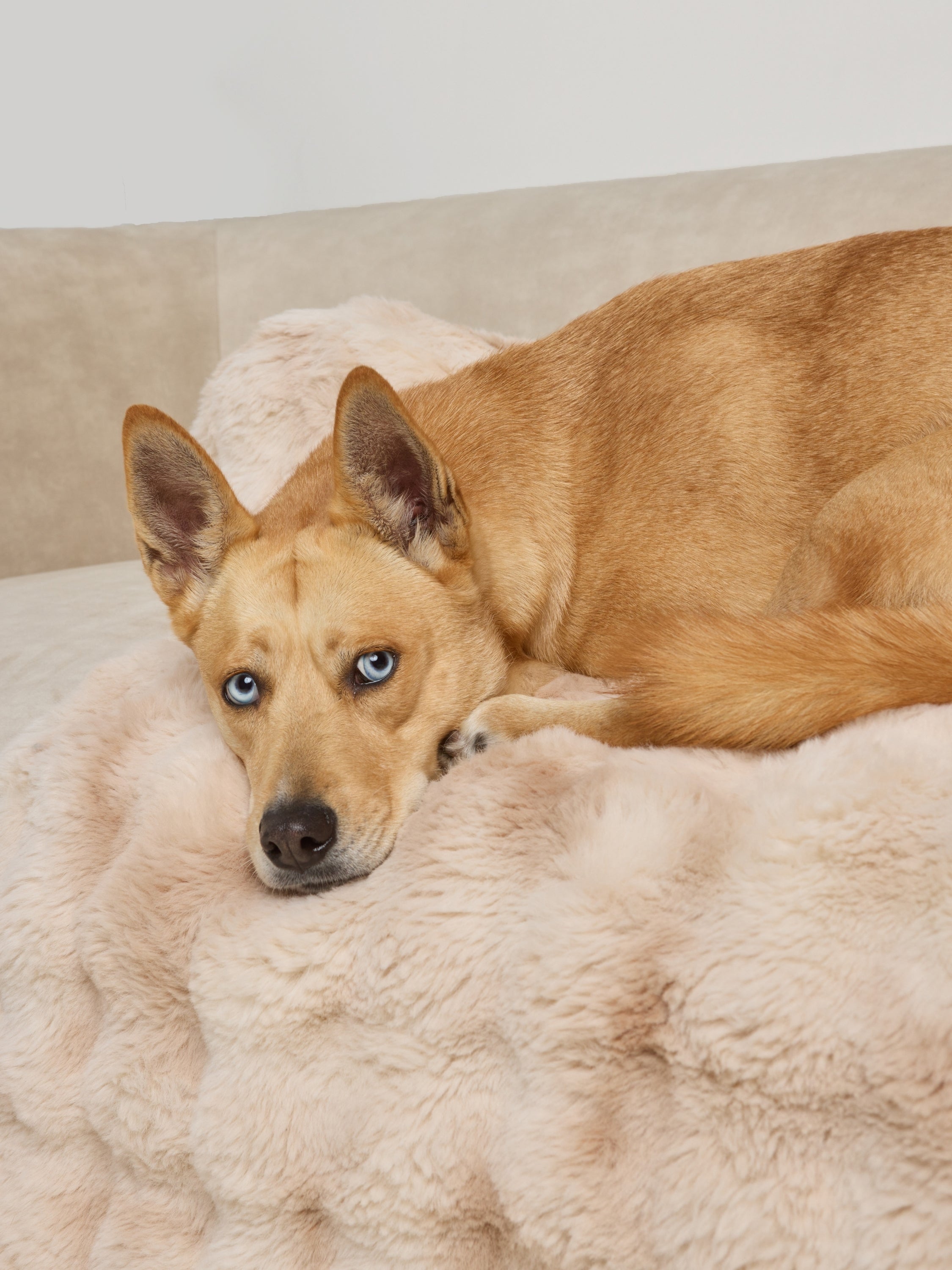 Dream Cloud Pet Sofa Bed