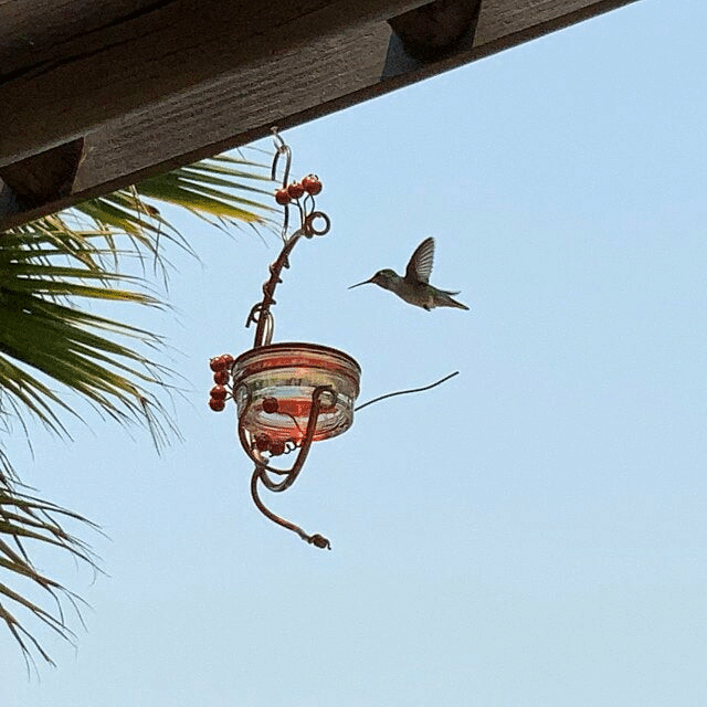 Red Berries Hummingbird Feeder