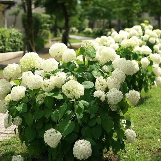 3-Pack Lifelike Hydrangea Silk Flowers  UV-Resistant for Indoor/Outdoor Decor