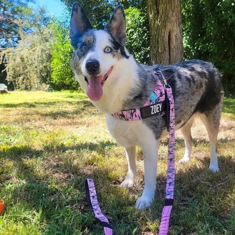 Dog Harness — Easy-to-wear, anti-pull design — Safe, secure, and comfortable — Adjustable straps